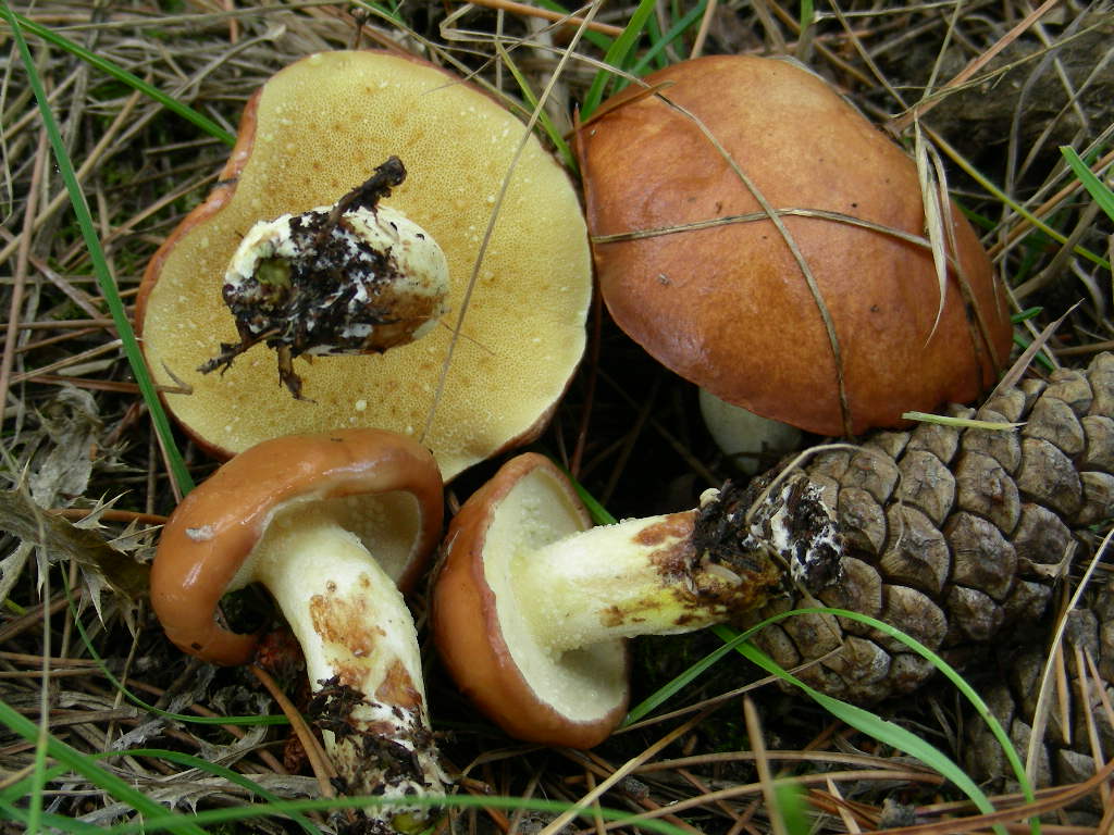 Suillus granulatus ...in foto